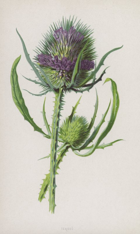 Szczoteczka (chromolitho) autorstwa Frederick Edward Hulme
