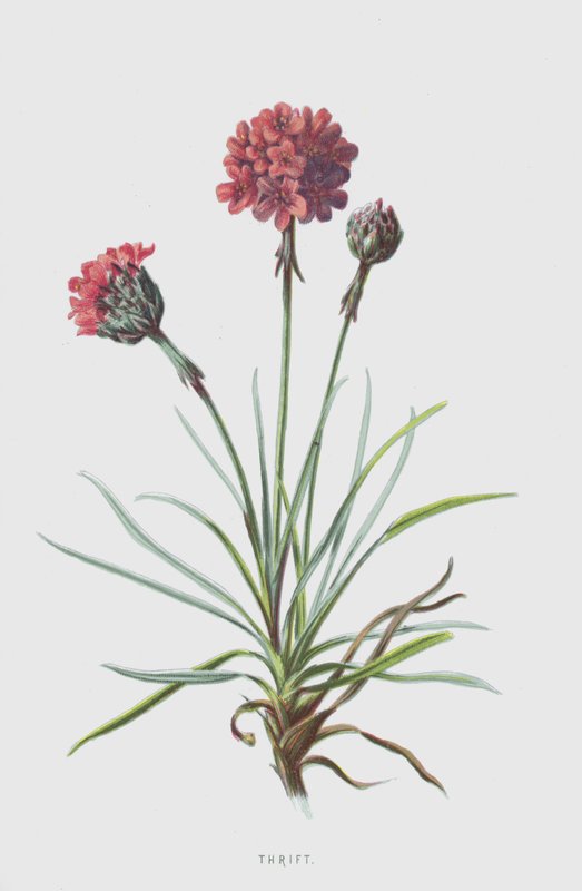 Oszczędność (chromolitho) autorstwa Frederick Edward Hulme