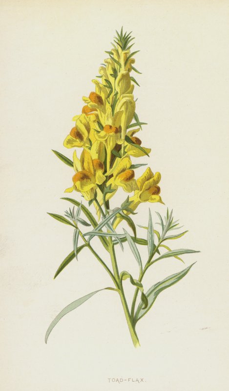 Ropucha-len (chromolitho) autorstwa Frederick Edward Hulme