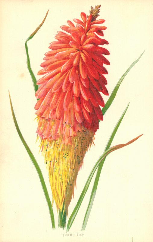 Pochodnia Lilia autorstwa Frederick Edward Hulme