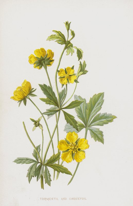 Koczownik i Pięciornik (chromolitho) autorstwa Frederick Edward Hulme