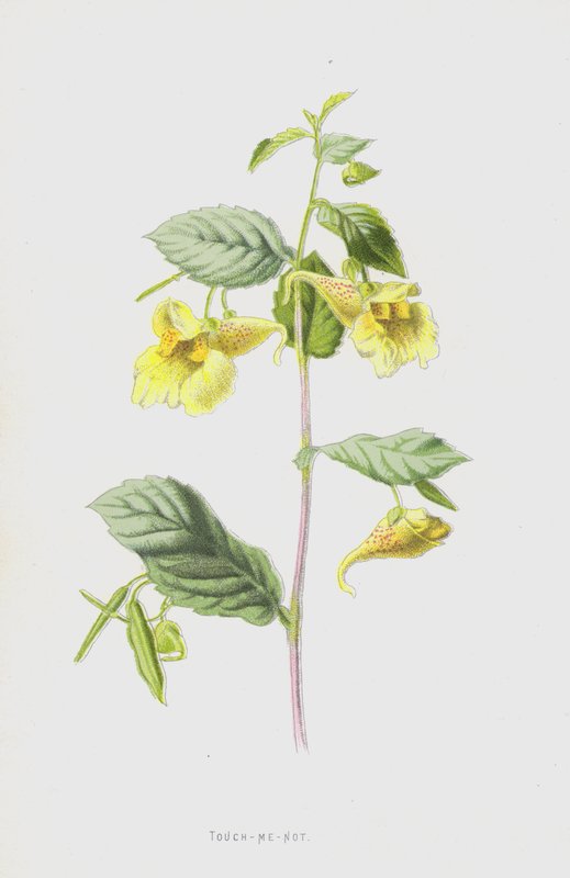 Touch-Me-Not (chromolitho) autorstwa Frederick Edward Hulme