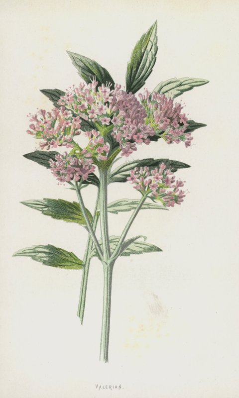 Waleriana (chromolitho) autorstwa Frederick Edward Hulme
