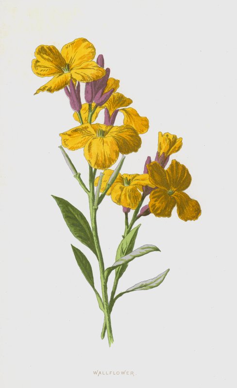 Wallflower (chromolitho) autorstwa Frederick Edward Hulme