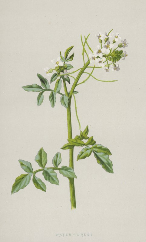 Rzeżucha wodna (chromolitho) autorstwa Frederick Edward Hulme