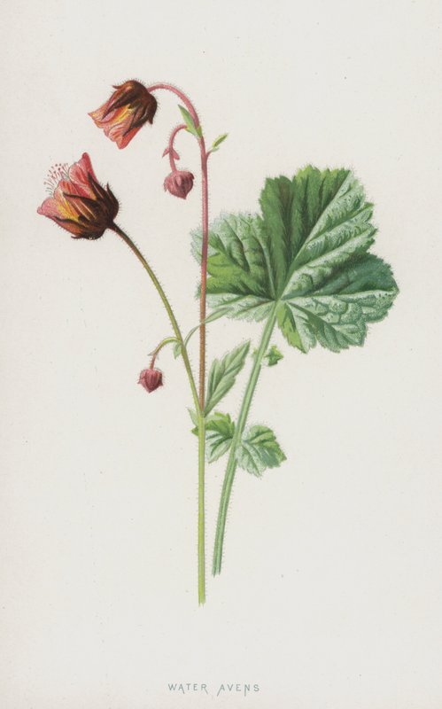 Ptaki wodne (chromolitho) autorstwa Frederick Edward Hulme