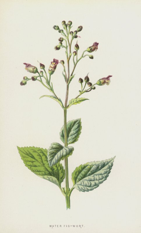 Woda figowa (chromolitho) autorstwa Frederick Edward Hulme