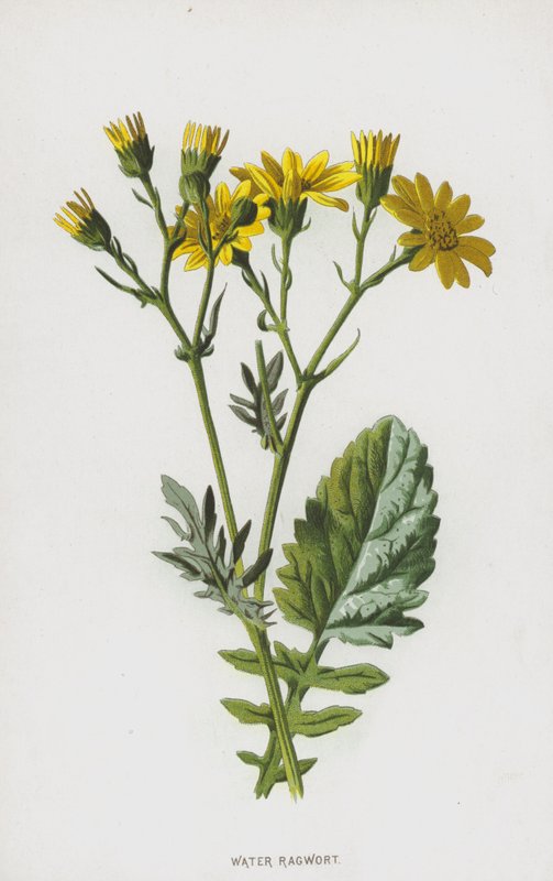 Krosta wodna (chromolitho) autorstwa Frederick Edward Hulme