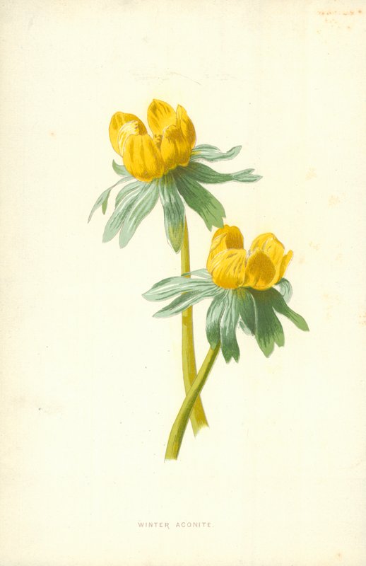 tojad zimowy autorstwa Frederick Edward Hulme