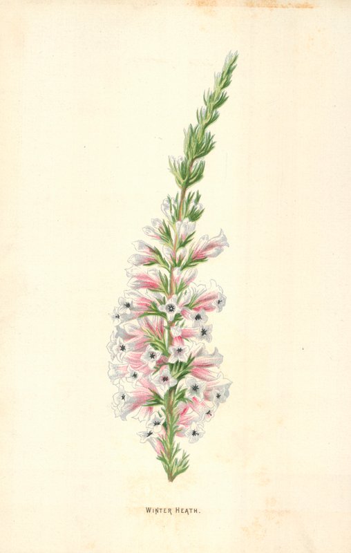 Zimowy wrzos autorstwa Frederick Edward Hulme