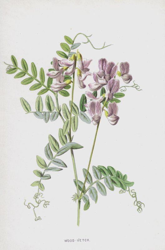 Drewno-wyka (chromolitho) autorstwa Frederick Edward Hulme