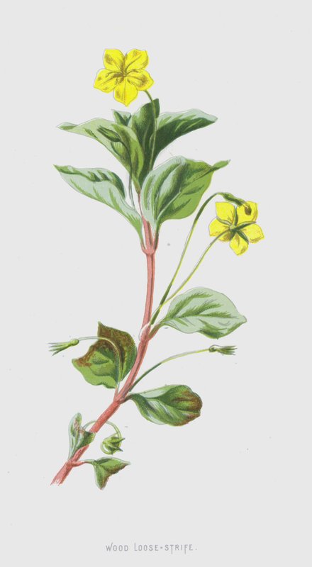 Drewno luzem-spór (chromolitho) autorstwa Frederick Edward Hulme