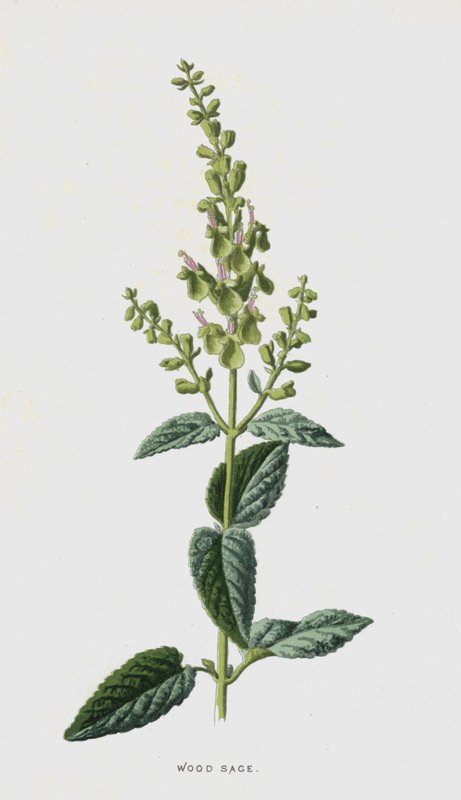 Szałwia Drzewna (chromolitho) autorstwa Frederick Edward Hulme