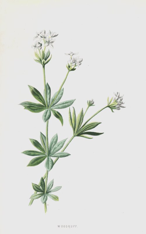 Marzanka leśna (chromolitho) autorstwa Frederick Edward Hulme