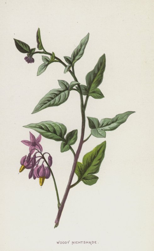 Woody Nightshade (chromolitho) autorstwa Frederick Edward Hulme