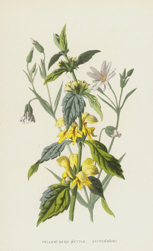 Pokrzywa żółto-martwa, Stitchwort (chromolitho) autorstwa Frederick Edward Hulme