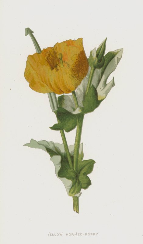 Żółty Mak rogaty (chromolitho) autorstwa Frederick Edward Hulme