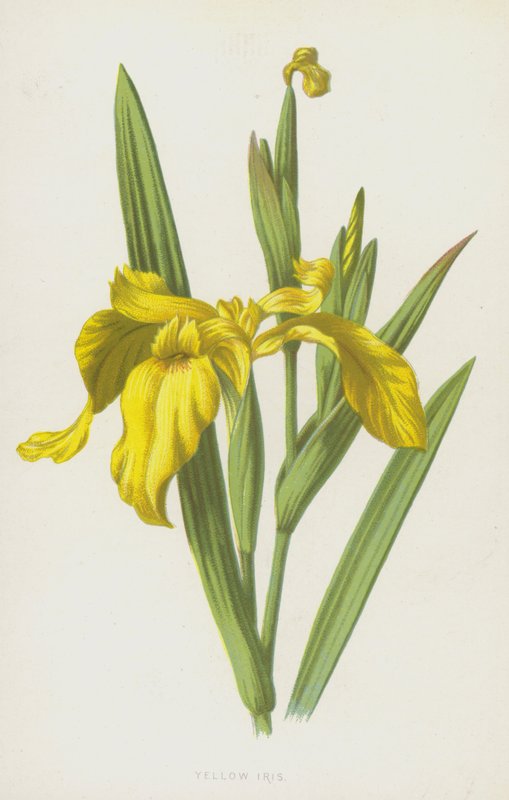 Żółta tęczówka (chromolitho) autorstwa Frederick Edward Hulme