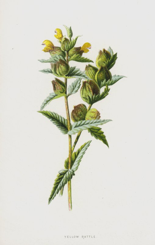 Żółta grzechotka (chromolitho) autorstwa Frederick Edward Hulme