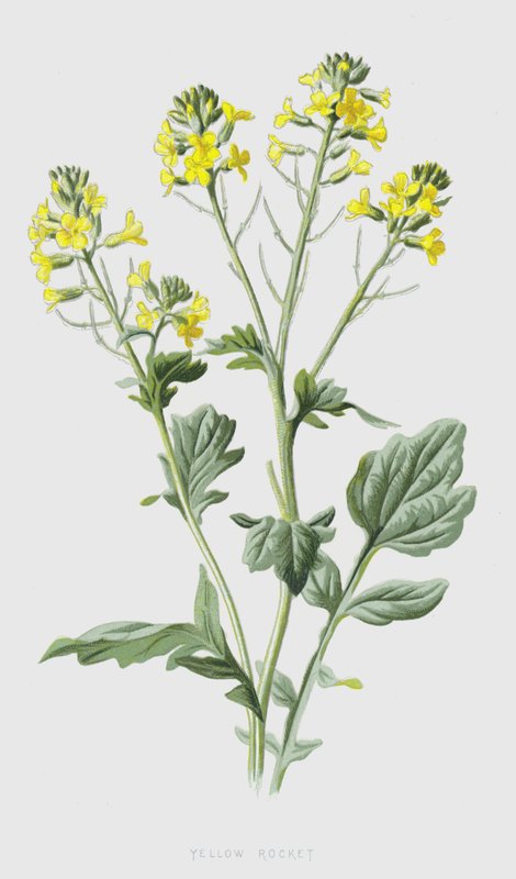 Żółta Rakieta (chromolitho) autorstwa Frederick Edward Hulme