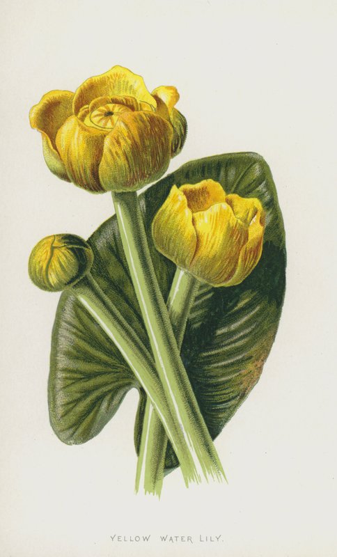 Żółta Lilia Wodna (chromolitho) autorstwa Frederick Edward Hulme