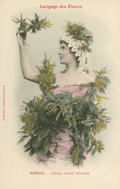 Język kwiatów, mimoza (zdjęcie kolorowe) autorstwa French Photographer