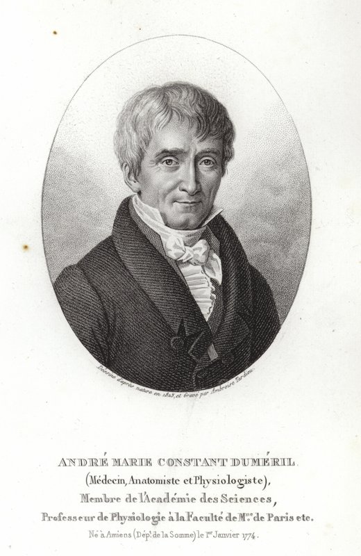 André Marie Constant Dumeril autorstwa French School