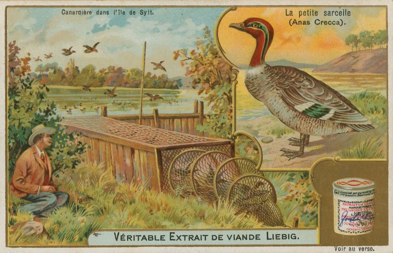 Cyraneczka zwyczajna; łapanie kaczek autorstwa French School