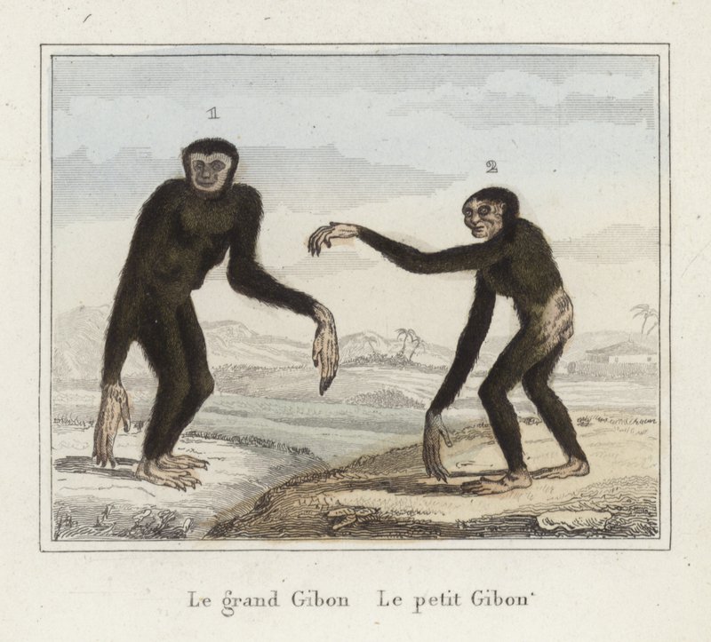 Gibbons autorstwa French School