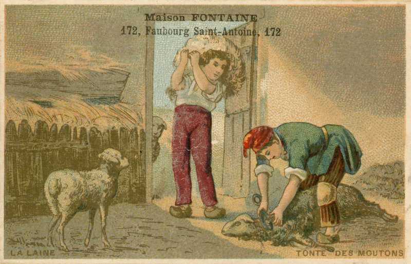 Karta handlowa Maison Fontaine, strzyżenie owiec autorstwa French School