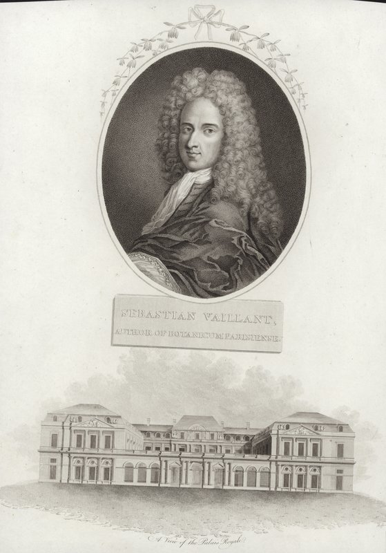 Sebastien Vaillant autorstwa French School