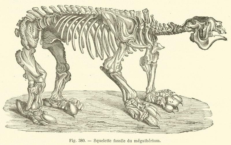 Squelette fossile du megatherium (rycina) autorstwa French School