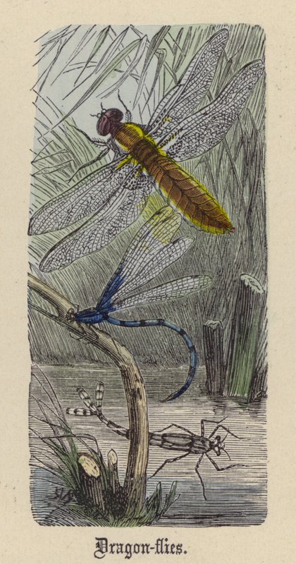 Ważki (kolorowy grawer) autorstwa Friedrich Specht