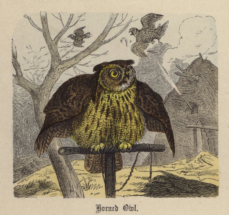 Sowa rogata (kolorowy grawerunek) autorstwa Friedrich Specht