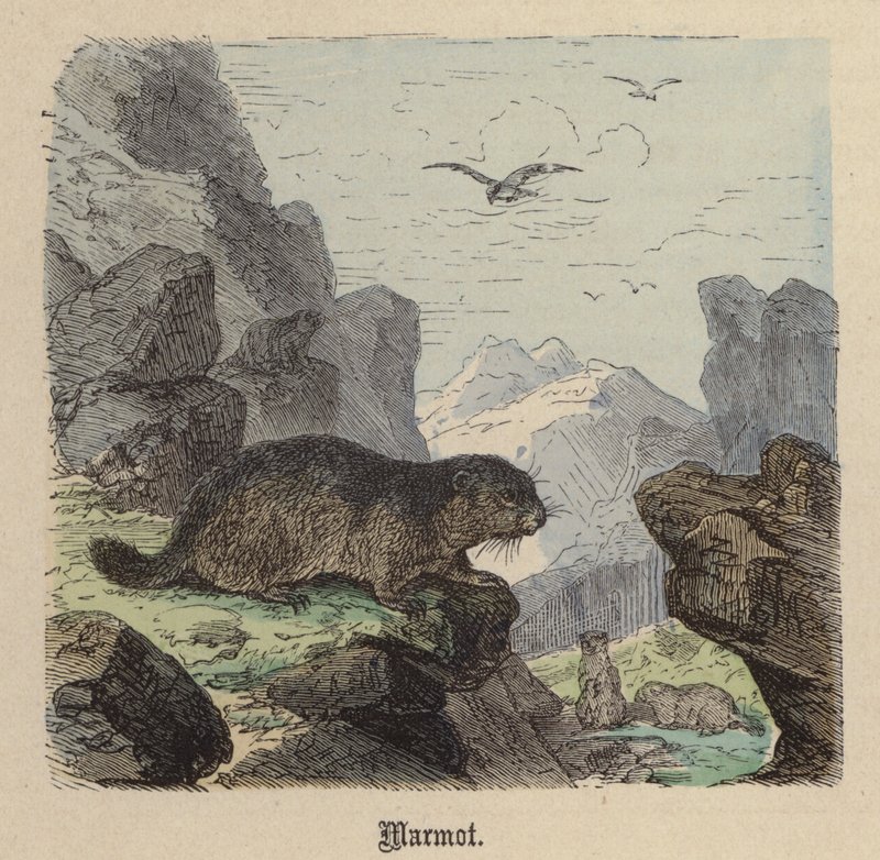Świstak (kolorowy grawer) autorstwa Friedrich Specht
