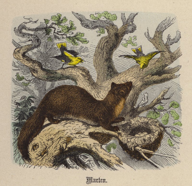 Kuna (kolorowy grawer) autorstwa Friedrich Specht