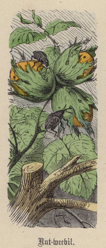 Orzechówka (kolorowy grawerunek) autorstwa Friedrich Specht