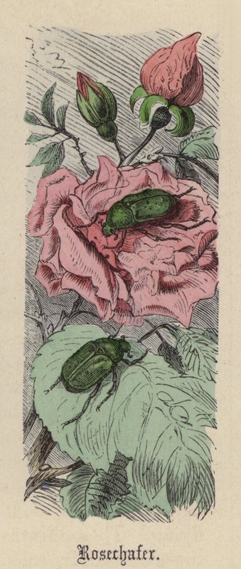 Rosechafer (kolorowy grawer) autorstwa Friedrich Specht