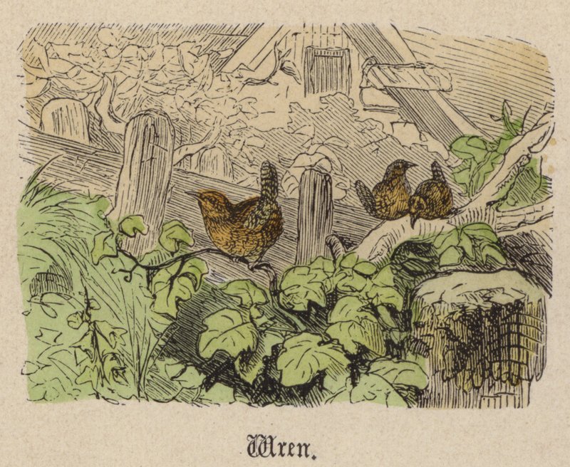 Strzyżyk (kolorowy grawerunek) autorstwa Friedrich Specht