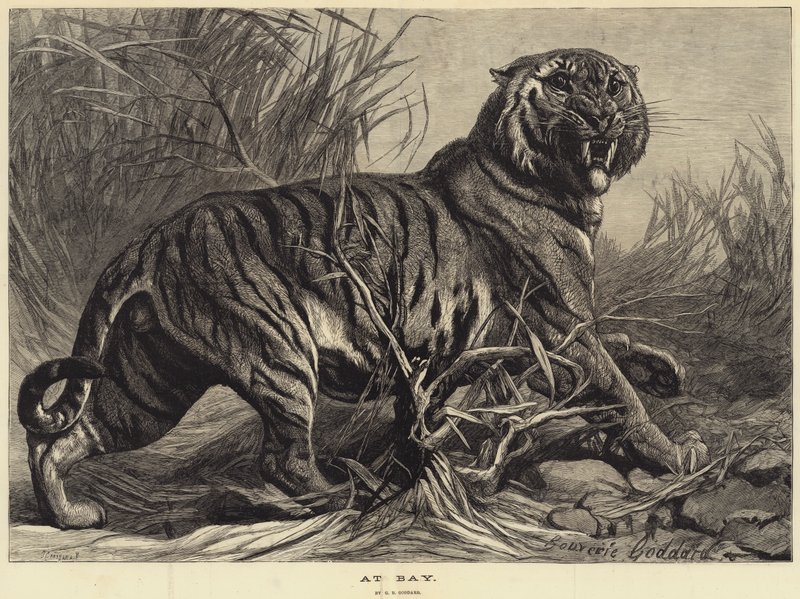 w zatoce autorstwa George Bouverie Goddard