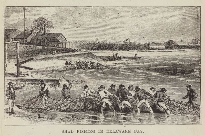 Łowienie shadów w zatoce Delaware autorstwa George Augustus Sala