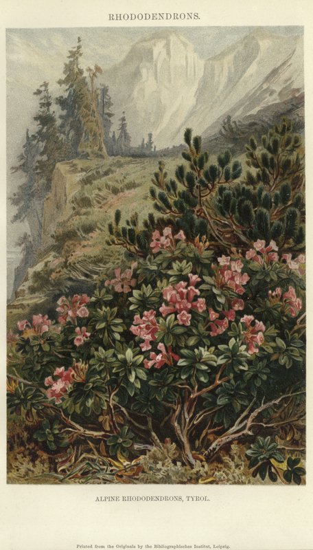 Rododendrony alpejskie autorstwa German School
