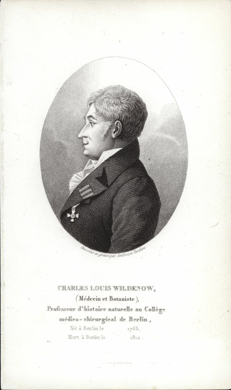 Charles Louis Wildenow autorstwa German School
