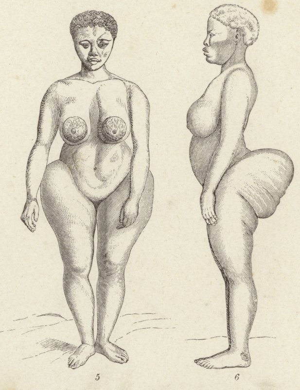 Hottentot Wenus (grafika) autorstwa German School