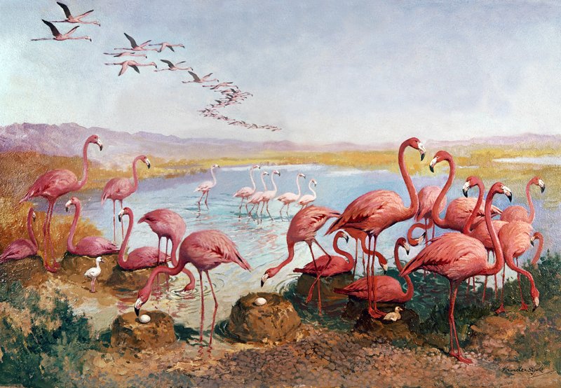 Różowe flamingi autorstwa Gerritt Vandersyde
