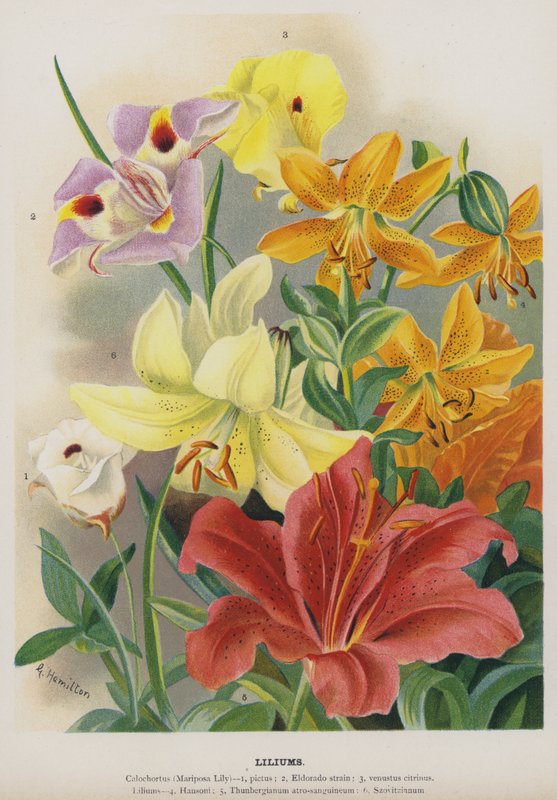 Lilie autorstwa Gertrude Hamilton