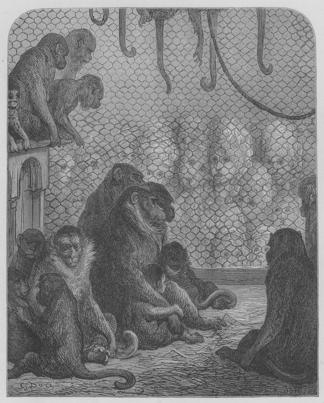 Ogród Zoologiczny, Małpy autorstwa Gustave after Dore