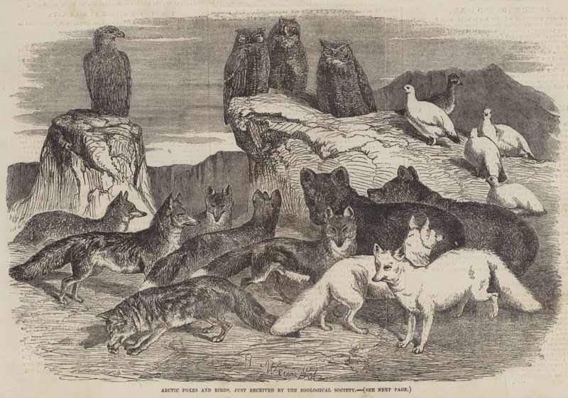 Lisy polarne i ptaki, właśnie otrzymane przez Towarzystwo Zoologiczne autorstwa Harrison William Weir