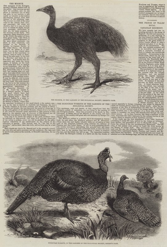 Ptaki w londyńskim zoo autorstwa Harrison William Weir