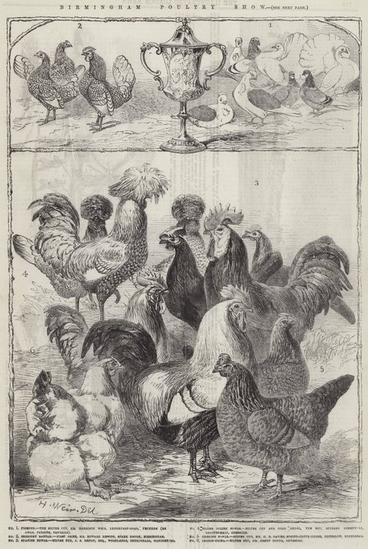 Pokaz drobiu w Birmingham autorstwa Harrison William Weir